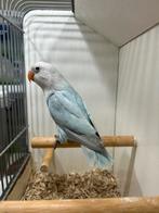 Opaline Dilute Blauwe Fischeri, Dieren en Toebehoren, Vogels | Parkieten en Papegaaien, Mannelijk, Dwergpapegaai of Agapornis
