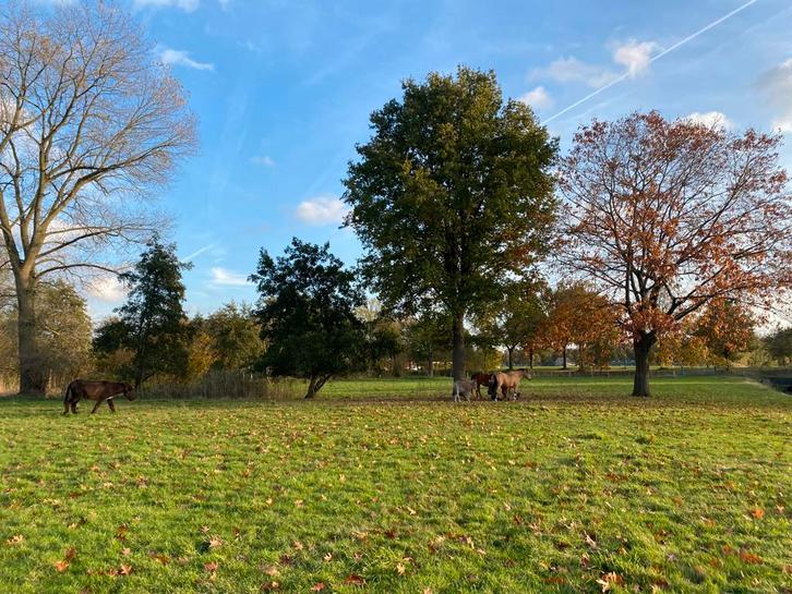 Bio perceel te huur, Dieren en Toebehoren, Stalling en Weidegang