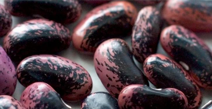 Pronkbonen zaden - Heirloom variëteit, Tuin en Terras, Bloembollen en Zaden, Zaad, Voorjaar, Volle zon, Ophalen of Verzenden