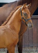 super knap hengstveulen te koop, Dieren en Toebehoren, Paarden, Minder dan 160 cm, Gechipt, Niet van toepassing, Dressuurpaard