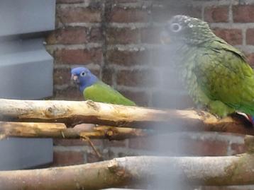 Pionus Menstruus/Zwartoor en Bronsvleugel-papegaaien. beschikbaar voor biedingen