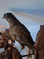 taxidermie taxidermy Opgezette "sperwer vrouw " op takje, Ophalen of Verzenden, Zo goed als nieuw, Vogel, Opgezet dier