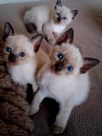 Prachtige Originele Thai siamees kittens, Dieren en Toebehoren, Meerdere dieren
