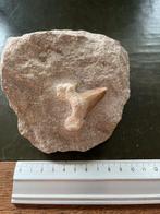 Gefossiliseerde Haaientand in Steen, Ophalen of Verzenden, Fossiel