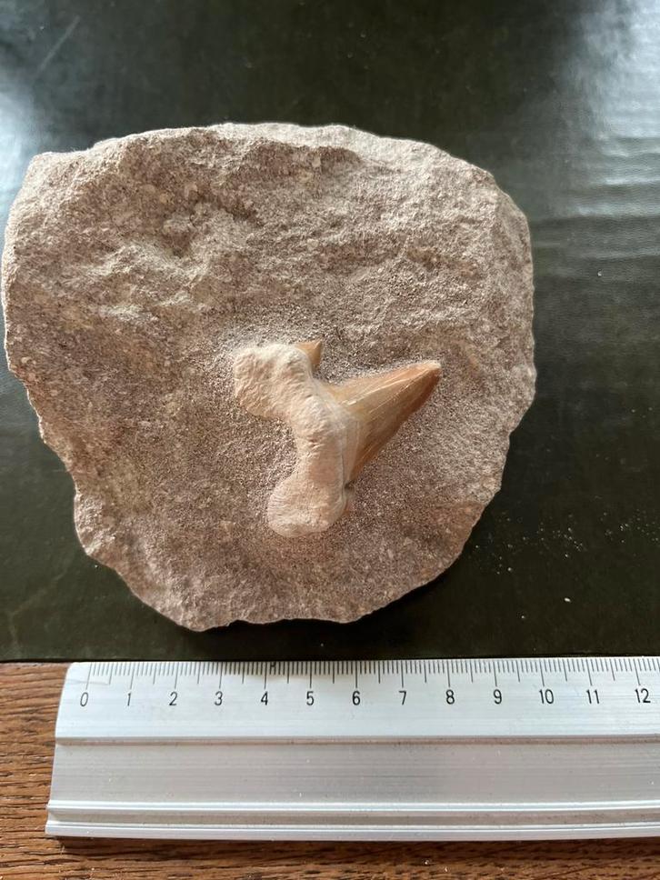 Gefossiliseerde Haaientand in Steen, Verzamelen, Mineralen en Fossielen, Fossiel, Ophalen of Verzenden