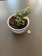 Vetplantje in leuke pot (Delfts blauw-achtig), Ophalen, Gebruikt, Rond, Binnen