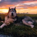 Mooi plekje gezocht, Dieren en Toebehoren, 6 jaar of ouder, Reu, Poolhond, Eén hond