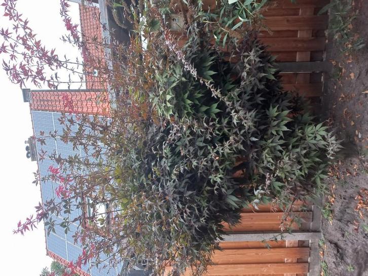 Grote japanse esdoorn, Tuin en Terras, Planten | Bomen, Overige soorten, Halfschaduw, Bloeit niet, Ophalen