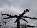 GEK OP BOMEN blad stam, koeler, vrolijker, vogels, insecten, Tuin en Terras, Planten | Bomen, Ophalen of Verzenden, Lente, Volle zon