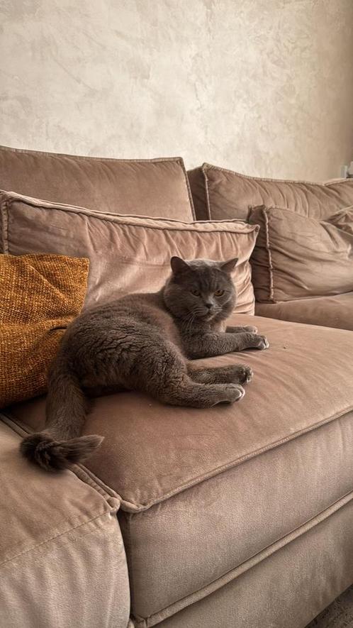Britse korthaar dekkater, Dieren en Toebehoren, Katten en Kittens | Dekkaters