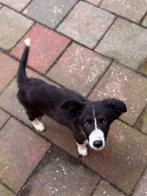 Border collie pupys, Dieren en Toebehoren, Honden | Chihuahua's en Gezelschapshonden, Overige rassen, 8 tot 15 weken, Meerdere