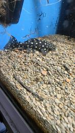 Vampire Pleco, Dieren en Toebehoren, Vissen | Aquariumvissen, Vis