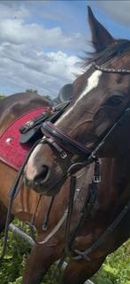 Paarden spullen, Dieren en Toebehoren, Paarden en Pony's | Overige Paardenspullen, Ophalen of Verzenden, Gebruikt, Dressuur