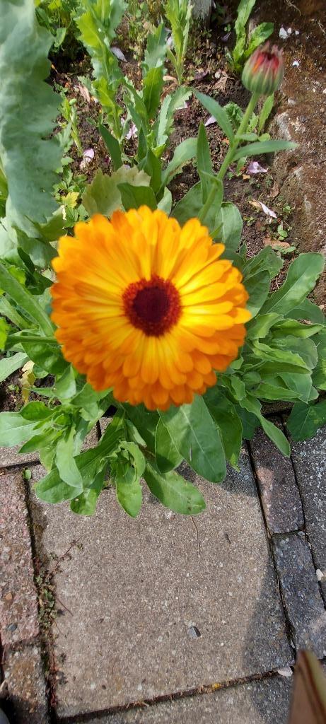 Goudsbloem Fiesta Mix, Tuin en Terras, Bloembollen en Zaden, Zaad, Voorjaar, Volle zon, Verzenden