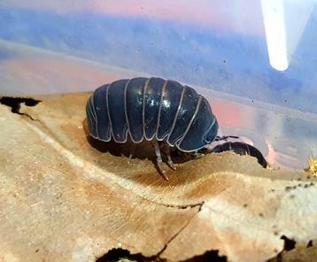 Armadillo officinalis "Greece" isopods pissebedden 