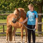 Bijrijd/ verzorg pony gezocht omgeving enschede, Dieren en Toebehoren, Paarden en Pony's | Verzorgingsproducten, Ophalen of Verzenden