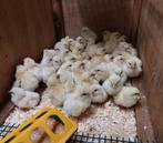 Poule de Bresse nog 13 kuikens beschikbaar, Meerdere dieren, Kip