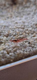 rode garnalen neocaridina, Kreeft, Krab of Garnaal, Zoetwatervis, Schoolvis