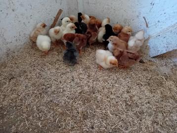 Te koop wyandotte hennetjes beschikbaar voor biedingen