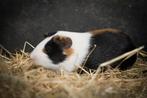 Jonge cavia's | Beertjes en zeugen | Veel keuze!, Oktober, Meerdere dieren, Cavia