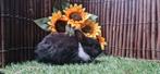 Mooie makke dwergkonijnen, Meerdere dieren, Dwerg, 0 tot 2 jaar