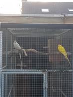 Princes van wales pop gezocht, Vrouwelijk, Parkiet