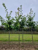 Amerikaanse eik | Quercus rubra, Tuin en Terras, Planten | Bomen, Zomer, Volle zon, Ophalen