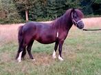 Te koop 1 en 2 jarige shetlander merries, Dieren en Toebehoren, Pony's, Merrie, 0 tot 2 jaar, A pony (tot 1.17m), Gechipt