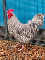 Sempu zoekt een huisje! (Haan), Dieren en Toebehoren, Pluimvee, Mannelijk, Kip