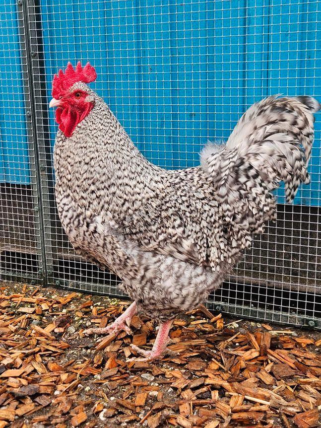 Sempu zoekt een huisje! (Haan), Dieren en Toebehoren, Pluimvee, Kip, Mannelijk