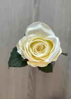 Prachtige witte Avalanche roos, Ophalen of Verzenden, Zo goed als nieuw, Binnen