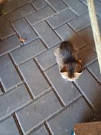 Katten en kittens, Geslacht onbekend, Kortharig, 0 tot 2 jaar