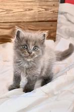 Betoverend mooie langharige kittens, Meerdere dieren, Ontwormd