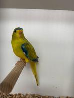 Elegant parkiet, Dieren en Toebehoren, Vrouwelijk, Parkiet, Geringd