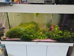 juwel 180, Dieren en Toebehoren, Vissen | Aquaria en Toebehoren, Ophalen, Gevuld zoetwateraquarium