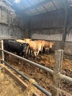5 vaarzen van 3/4 jaar oud, heeft stier bijgelopen, Dieren en Toebehoren, Runderen, Mannelijk