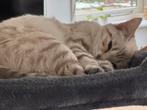 Gezocht : Dekkater bengaal, Dieren en Toebehoren