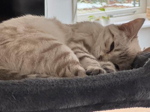 Gezocht : Dekkater bengaal, Dieren en Toebehoren, Katten en Kittens | Dekkaters