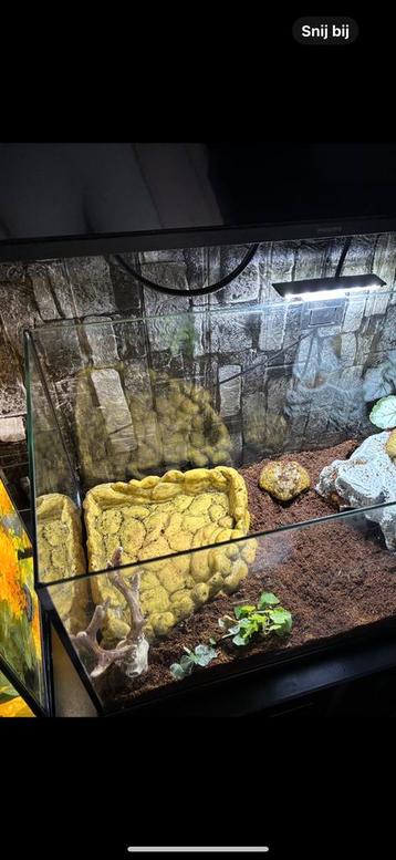 Waterbak waterschaal terrarium xxl beschikbaar voor biedingen