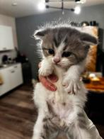 Kr Perzische langhaar kittens, Dieren en Toebehoren, Katten en Kittens | Raskatten | Langhaar, Meerdere dieren