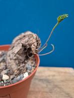 Caudex Pelargonium Lobata p12