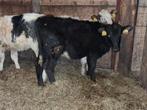 2 angus pinken en blauwe kalveren, Dieren en Toebehoren, Runderen, Meerdere dieren