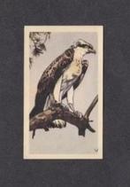 Albumplaatje Roofvogel Visarend Veluwe (6)., Ophalen of Verzenden, Zo goed als nieuw