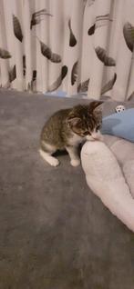 Kittens, Dieren en Toebehoren, Meerdere dieren, 0 tot 2 jaar