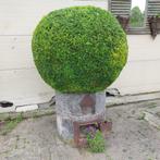 Wasfornuis met grote buxus bol, Ophalen