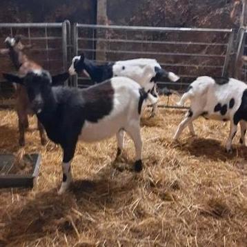 Mooie dekbokken te koop groot en klein Maartensdijk beschikbaar voor biedingen