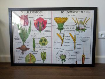 Oude schoolplaat lelieachtigen & composieten planten flora beschikbaar voor biedingen