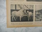 Circus Strassburger. Menagerie. 1928., Verzenden, 1920 tot 1940, Nederland, Knipsel(s)