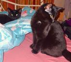 2  (lieve, grappige ondeugende) zusjes te koop  ❣, Dieren en Toebehoren, Katten en Kittens | Overige Katten, Poes, Kortharig, 0 tot 2 jaar