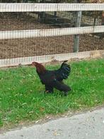 10 Brahma hanen, Dieren en Toebehoren, Pluimvee, Mannelijk, Kip